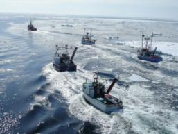 Opening Day of the Seal Hunt
